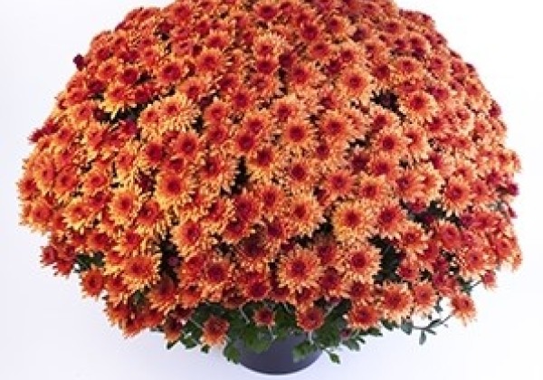 Chrysanthemum multiflora Moviestars Blanchett Orange