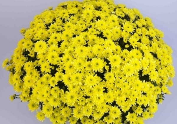 Chrysanthemum multiflora Moviestars Blanchett Yellow