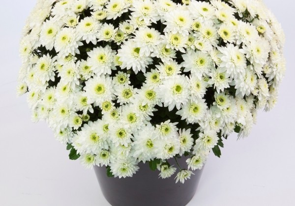 Chrysanthemum multiflora Moviestars Blanchett White
