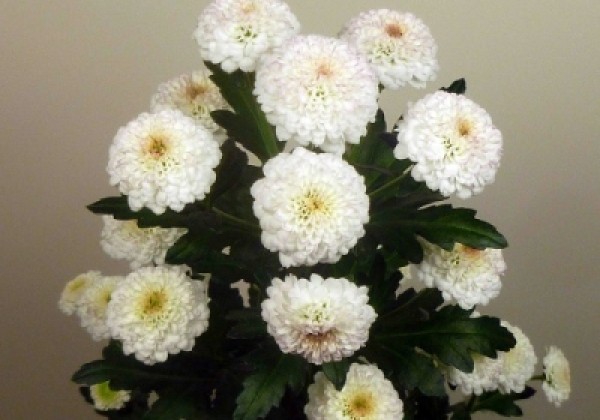 Chrysanthemum, Santini Bo White