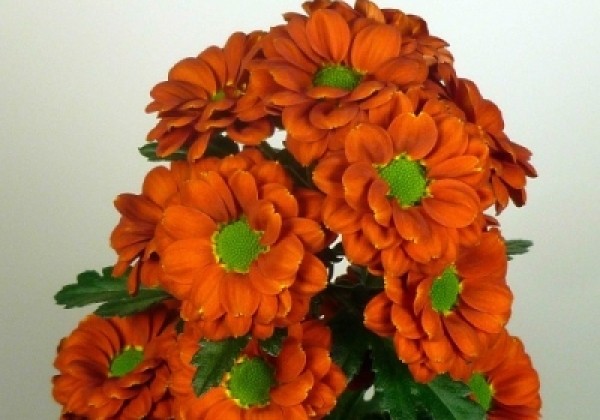 Chrysanthemum, Santini Melissa Dark Orange