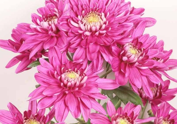 Chrysanthemum, daudzziedu Jaguar Pink