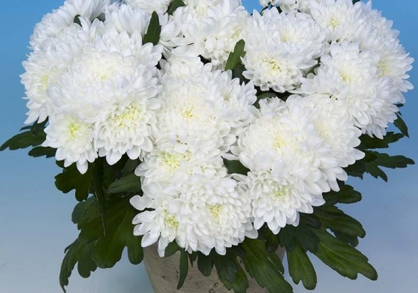 Chrysanthemum, vid. ziedu Aurelio White
