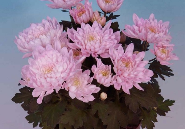Chrysanthemum, vid. ziedu Derlei Dark