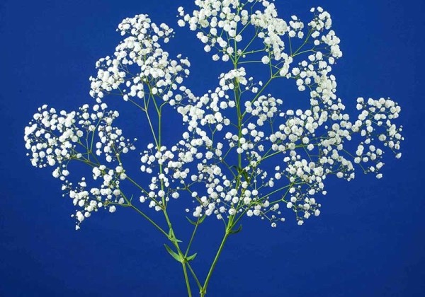 Gypsophila paniculata Andromena