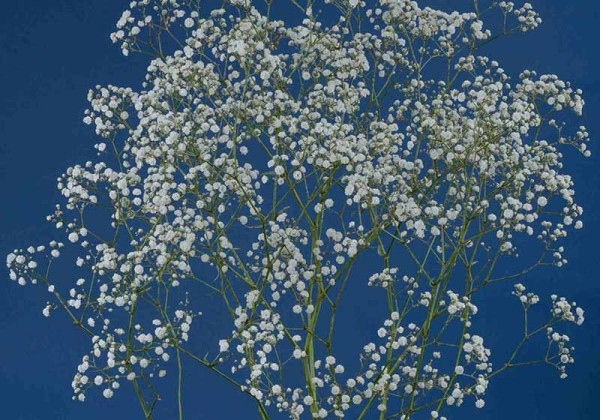 Gypsophila paniculata Beauty Bride