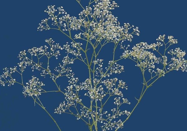 Gypsophila paniculata White Victoria