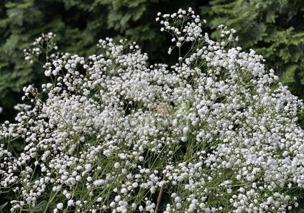 Gypsophila paniculata Cosmic