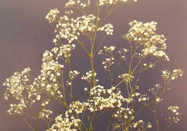 Gypsophila paniculata Orstar