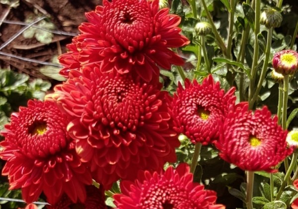 Chrysanthemum, daudzziedu Blenda Red