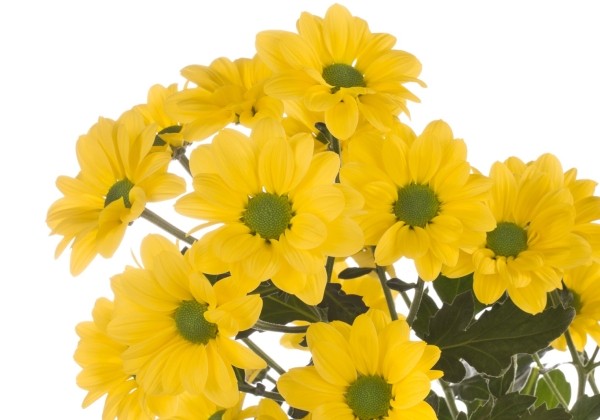 Chrysanthemum, daudzziedu Copa Yellow