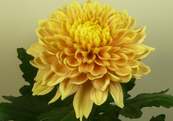 Chrysanthemum, lielziedu Oefa Salmon