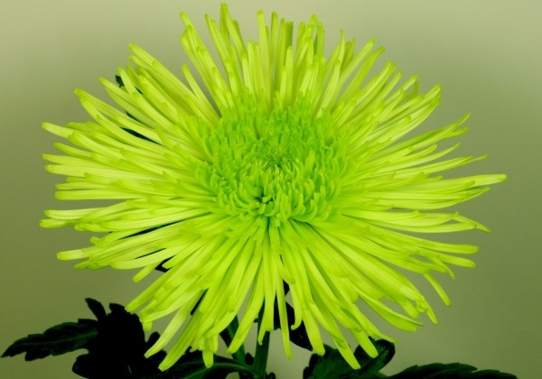 Chrysanthemum, lielziedu Tula Green