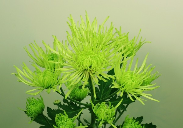 Chrysanthemum, lielziedu Tula Green