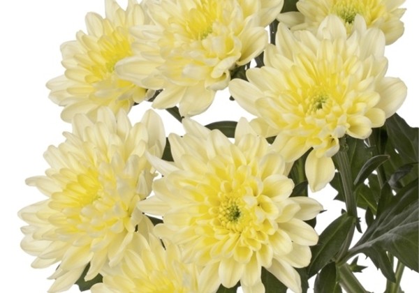 Chrysanthemum, daudzziedu Baltica Cream