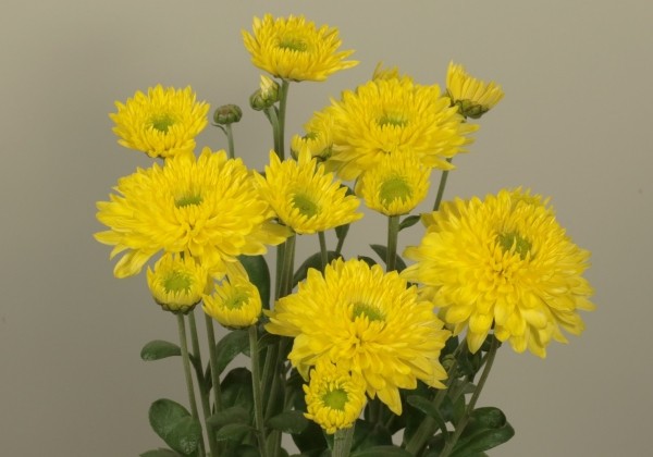Chrysanthemum, daudzziedu Blenda Yellow