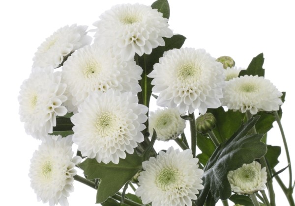 Chrysanthemum, Santini Coconut White