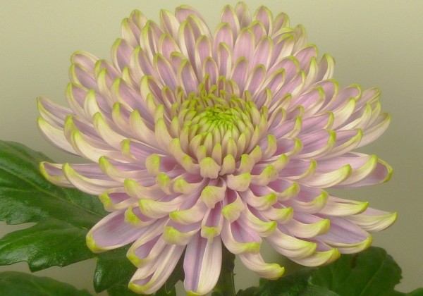 Chrysanthemum, lielziedu Rossano Charlotte