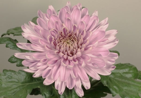 Chrysanthemum, lielziedu Rossano Dark