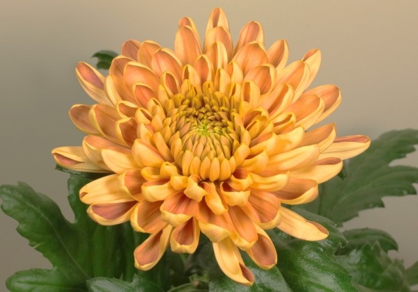 Chrysanthemum, lielziedu Rossano Orange