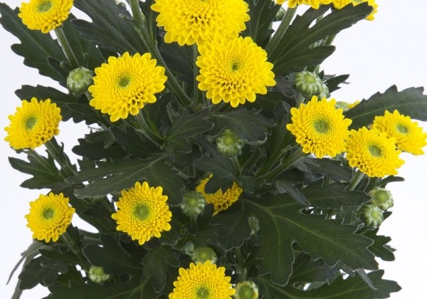 Chrysanthemum, Santini Tammy Sunny