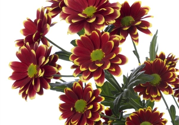 Chrysanthemum, daudzziedu Alamos Yellow