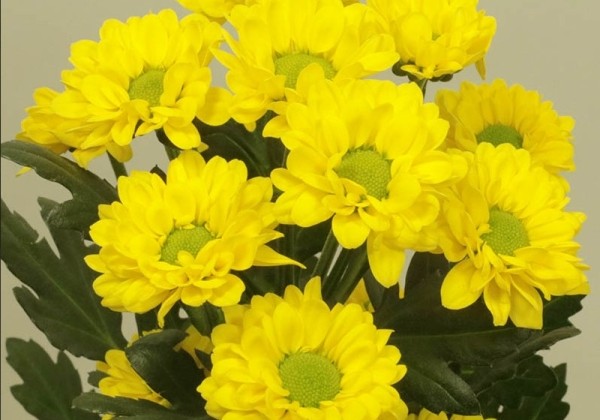 Chrysanthemum, Santini Dinky Yellow