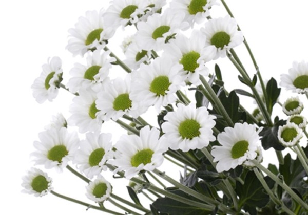Chrysanthemum, Santini Infinity White