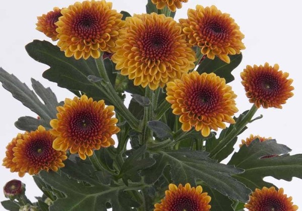 Chrysanthemum, Santini Tammy Dark Orange