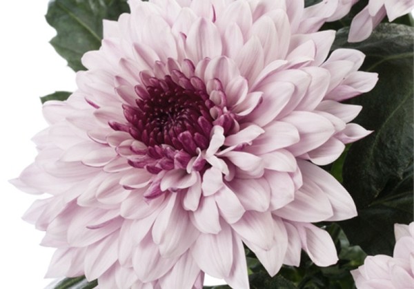 Chrysanthemum, lielziedu Pip Pretty