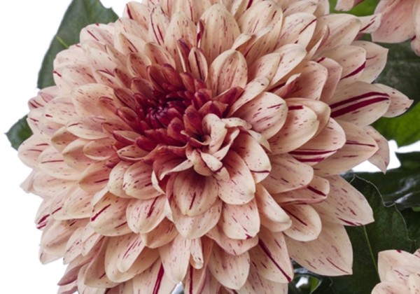 Chrysanthemum, lielziedu Pip Salmon