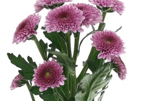 Chrysanthemum, Santini Jamey Dark
