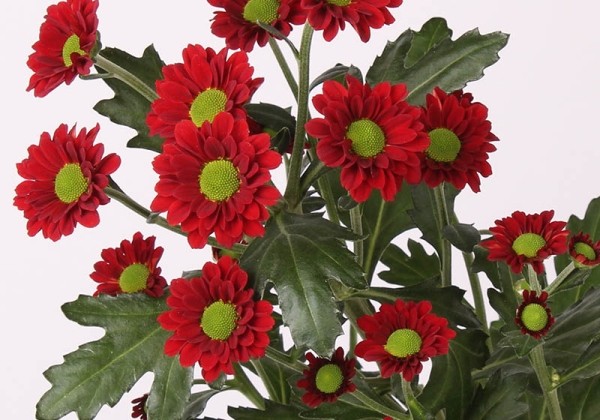 Chrysanthemum, Santini Mexx Red