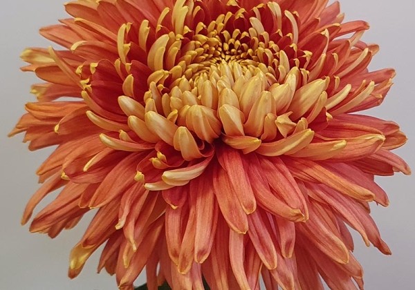 Chrysanthemum, lielziedu Pandion Cerise