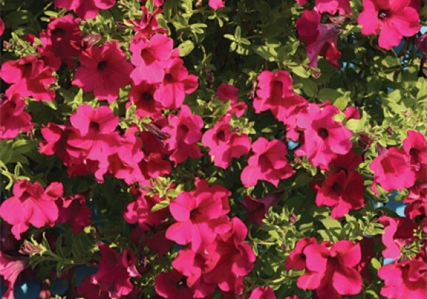 Petunia grandiflora Diamant Purple