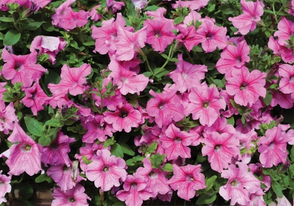 Petunia grandiflora Diamant Rose Vein