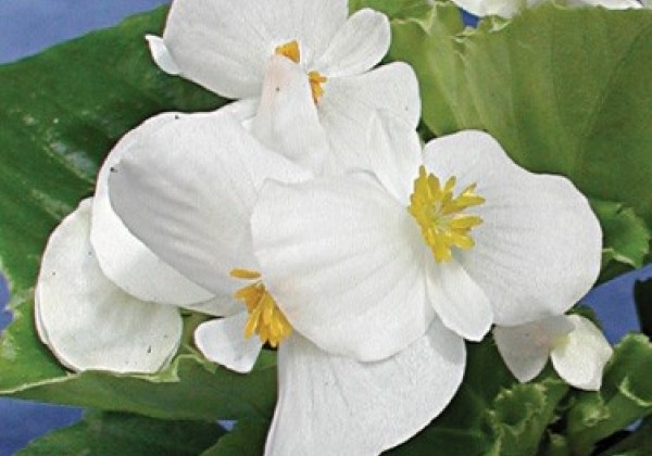 Begonia semperflorens  Olomouc White