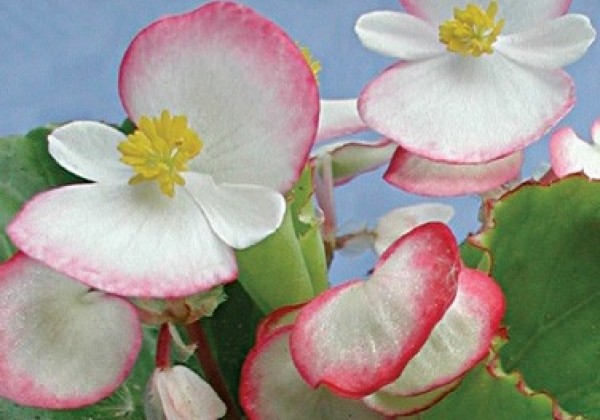 Begonia semperflorens  Lučenec Pink and White