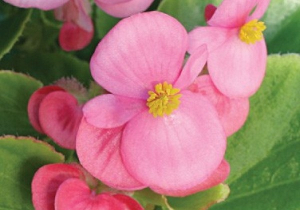 Begonia semperflorens  Podoli Rose