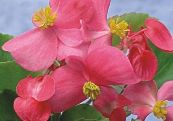 Begonia semperflorens  Padoli Rose