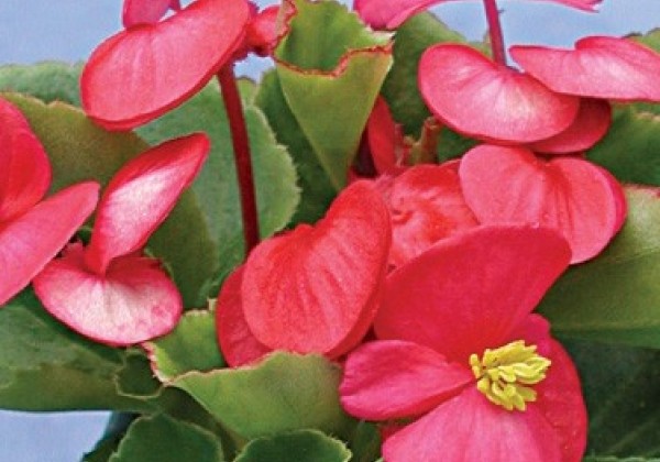 Begonia semperflorens  Podkrkonoší Deep Rose