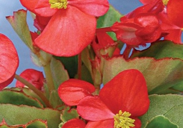 Begonia semperflorens  Skalka Scarlet