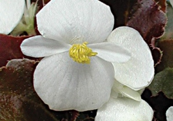 Begonia semperflorens  Ostaš White