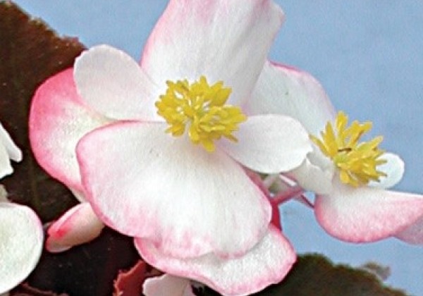 Begonia semperflorens  Nachod Pink and White