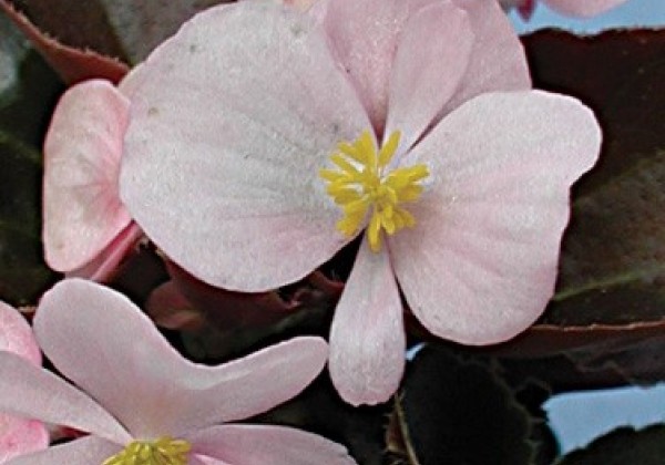 Begonia semperflorens  Strahov Pink