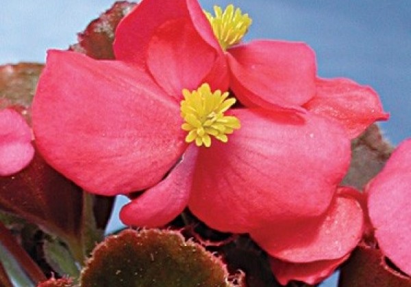 Begonia semperflorens  Oreb Deep Pink