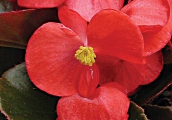 Begonia semperflorens  Broumov Scarlet