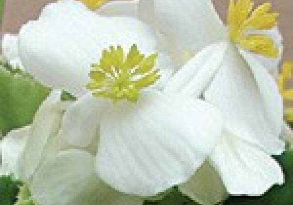 Begonia semperflorens  Variace White