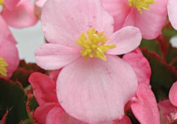 Begonia semperflorens  Variace  Clear Pink