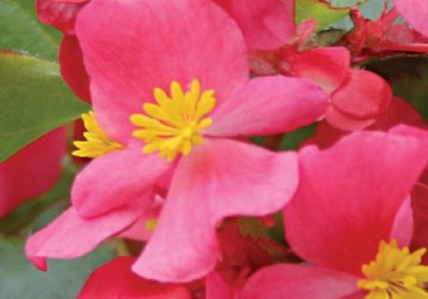 Begonia semperflorens  Variace Deep Pink